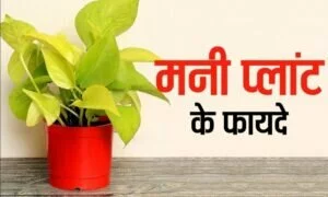 Vastu Tips: इस तरह से रखेंगे मनी प्लांट का पौधा, तो रुपये-पैसों से भर जाएगा आपका घर