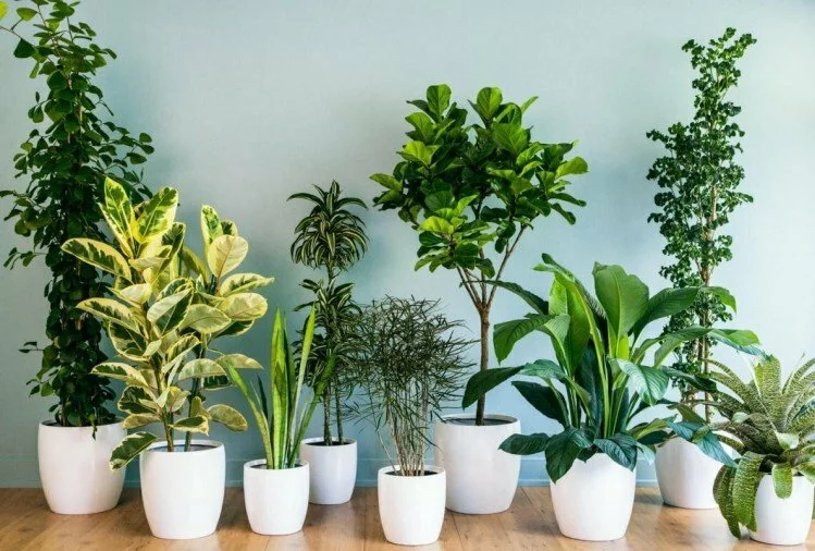Vastu tips: कहीं आपके घर में तो नहीं हैं ये पेड़-पौधे, बन सकते हैं दुर्भाग्य का कारण