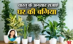 Feng Shui Tips: पैसों से जुड़ी हर समस्या को दूर करेंगे वास्तु फेंगशुई के ये 5 पौधे