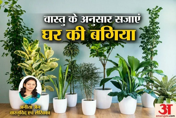 Feng Shui Tips: पैसों से जुड़ी हर समस्या को दूर करेंगे वास्तु फेंगशुई के ये 5 पौधे