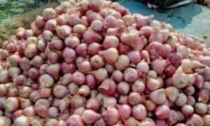 Onion Buffer Stock: प्याज की कीमतों पर लगाम लगाएगी केंद्र सरकार, राज्यों को जारी किया बफर स्टॉक