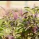 Astro Remedies: तुलसी की सूखी पत्तियां खोलेंगी बंद किस्मत, जानिए इनके चमत्कारिक उपाय